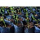 Полиэтиленовый рукав для рассады п/э 40 мкм, 8 см*200м Черный