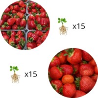 Саженцы клубники 25 шт Румба + 25 шт Роксана микс + Удобрение Yara Mila Complex 0.5 кг + Укоренитель Ферти Рут 25 мл