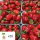 Саженцы клубники Роксана (Roksana) – крупные сладкие ягоды 20шт
