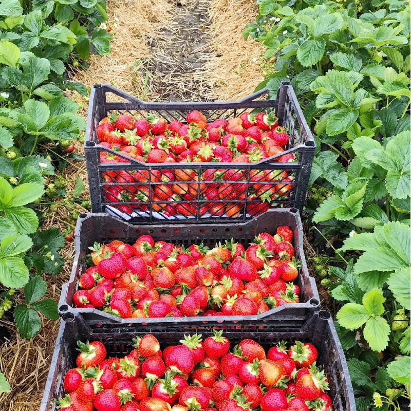 Саженцы клубники Румба (Rumba), ранний высокоурожайный сорт 1 шт. (розница)