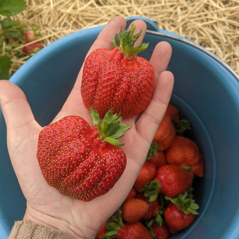 Саженцы клубники (100 шт) Роксана (Roksana) – крупные сладкие ягоды до 1,5 кг с куста