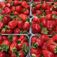 Саженцы клубники Роксана (Roksana) – крупные сладкие ягоды до 1,5 кг с куста 1 шт. (розница)