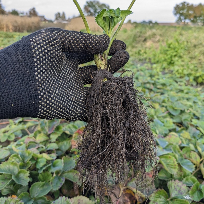 Саженцы клубники (100 шт) Роксана (Roksana) – крупные сладкие ягоды до 1,5 кг с куста