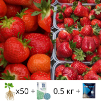 Саженцы клубники 25 шт Румба + 25 шт Роксана микс + Удобрение Yara Mila Complex 0.5 кг + Укоренитель Ферти Рут 25 мл
