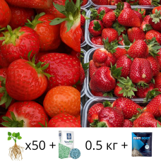 Саженцы клубники 25 шт Румба + 25 шт Роксана микс + Удобрение Yara Mila Complex 0.5 кг + Укоренитель Ферти Рут 25 мл