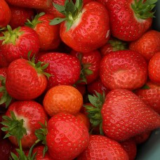 Саженцы клубники Румба (Rumba), ранний высокоурожайный сорт 1 шт. (розница)