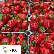 Саженцы клубники (100 шт) Роксана (Roksana) – крупные сладкие ягоды до 1,5 кг с куста