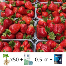 Комплект саженцы клубники Роксана (Roksana) 50 шт + Удобрение Yara Mila Complex 0.5 кг + Регулятор роста Ферти Рут 25 мм