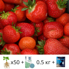 Комплект саженцы клубники Румба (Rumba) 50 шт + Удобрение Yara Mila Complex 0.5 кг + Регулятор роста Ферти Рут 25 мм