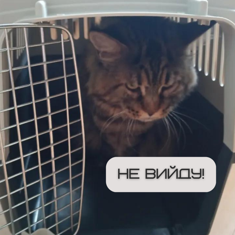 Переноска Контейнер Для Кошек и Собак 50*31*34 см Для Авиа Перелётов и Транспортировки Животных до 9 кг с Металлическими Креплениями и Дверью + Замок Navy