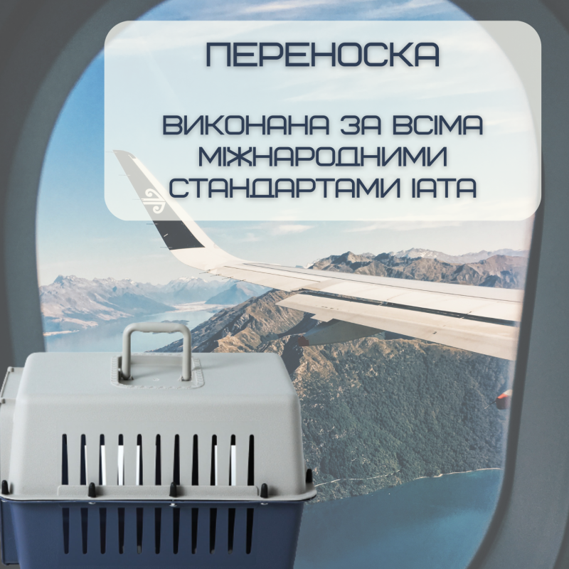 Контейнер Для Авиа Перевозок Животных 50*31*34 см Переноска Для Кошек и Собак с Металлическими Креплениями и Дверью + Замок до 9 кг Gray