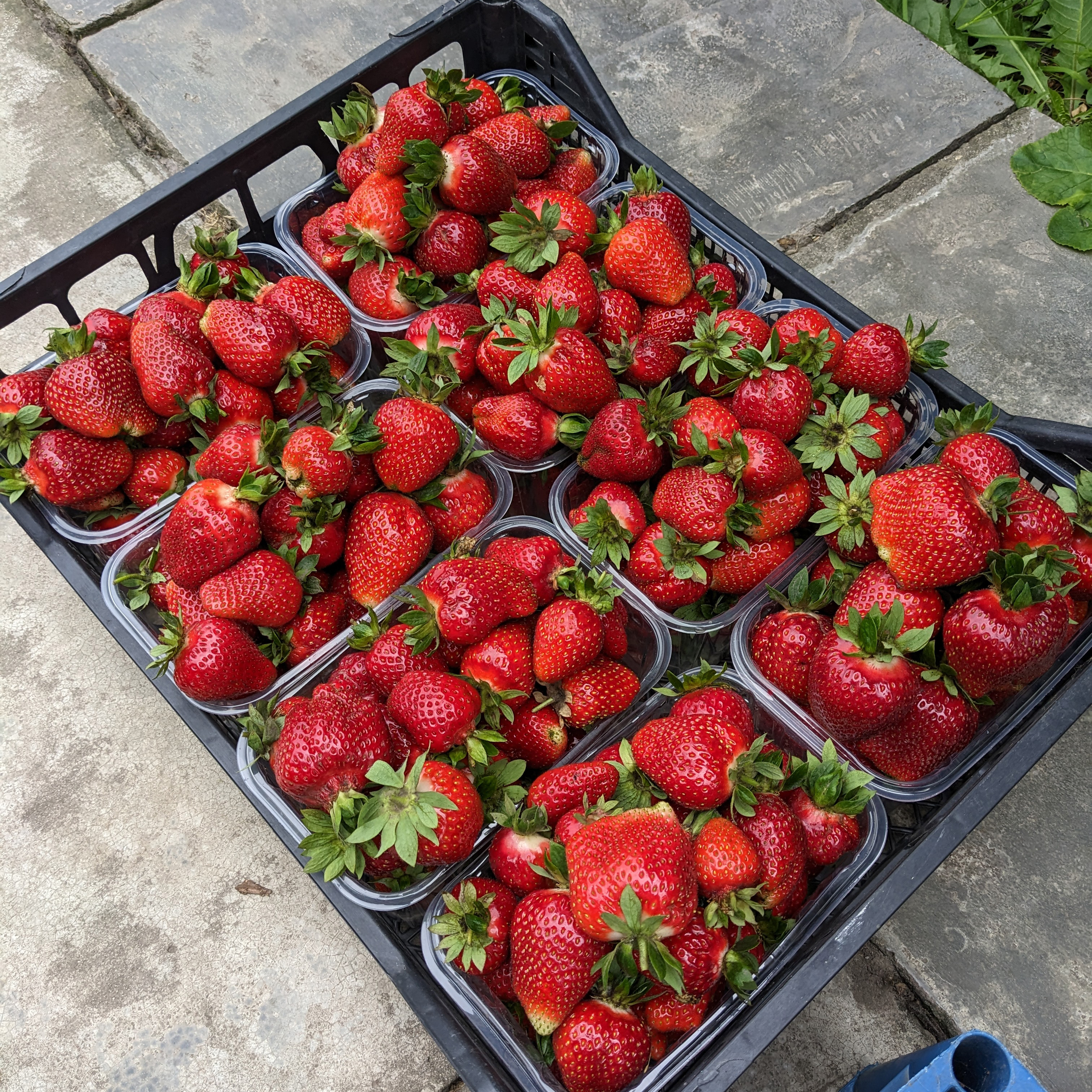 Спелые ягоды