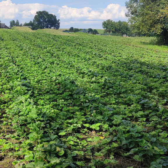 Рост кустов